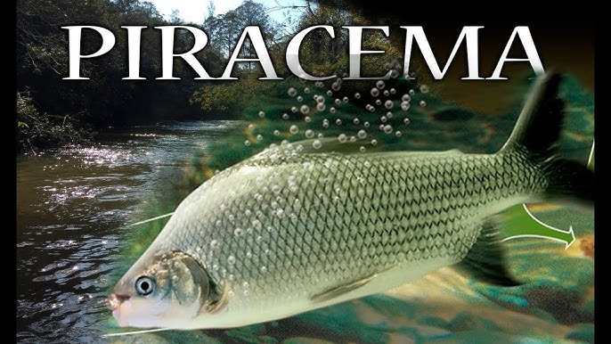 SEMA E SECRETARIA DE SEGURANÇA LANÇAM OPERAÇÃO DE FISCALIZAÇÃO DA PIRACEMA 2025.